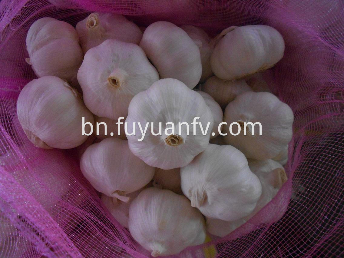 normal white garlic 